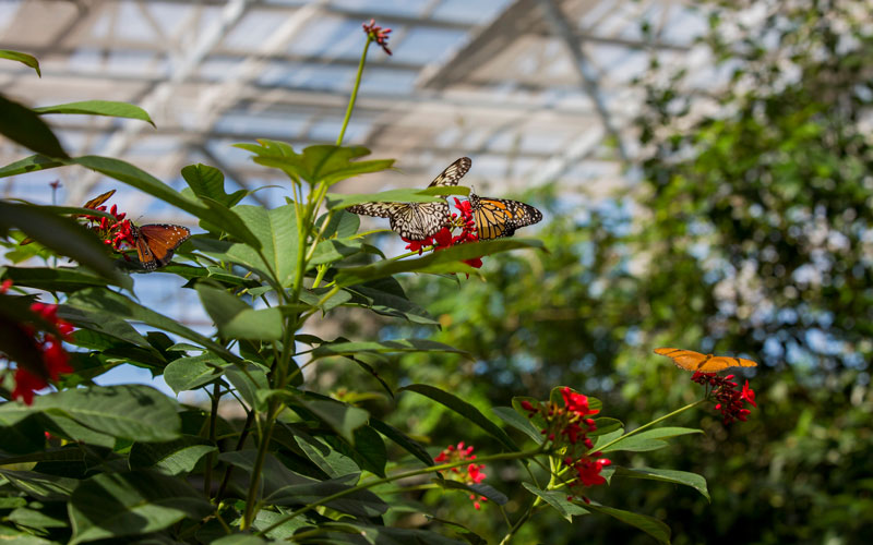 monarch butterfly photo