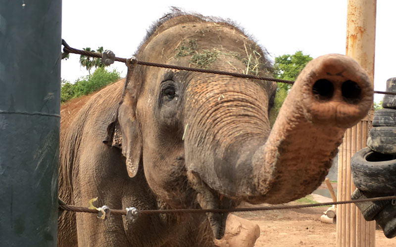Sheena the elephant