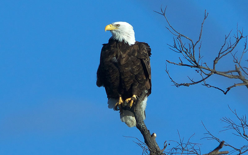 bald eagle