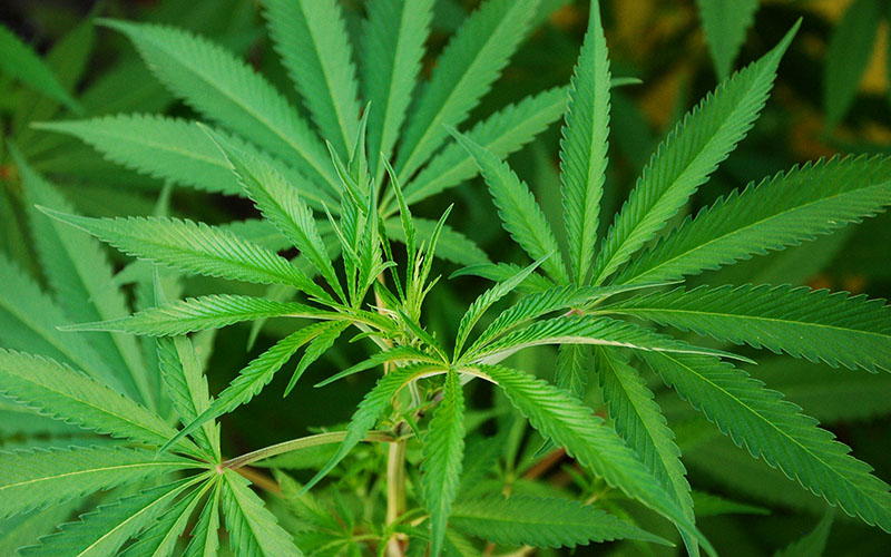 Marijuana plant