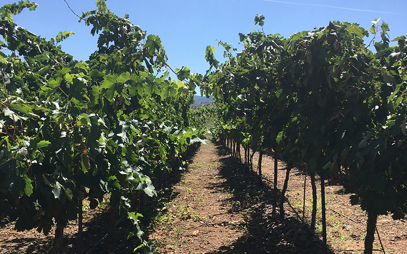 Vineyard