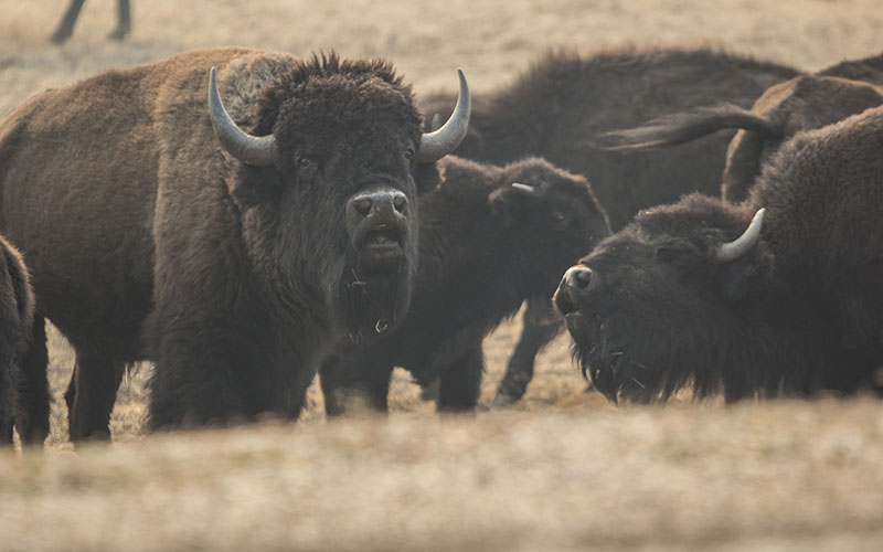 Bison
