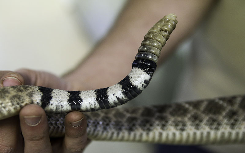 rattlesnake