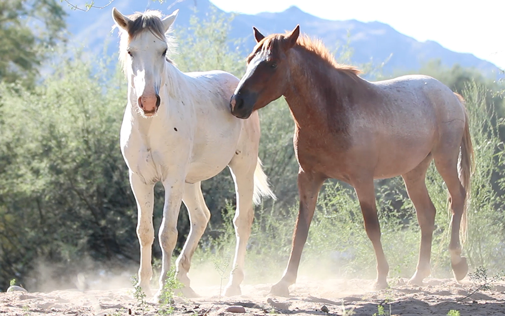 Authorities are investigating the slaughter of dozens of horses in the Apache-Sitgreaves National Forests in October. The Forest Service makes a distinction between wild horses, which are protected by law, and feral horses, which are not. (File photo by Megan Newsham/Cronkite News)