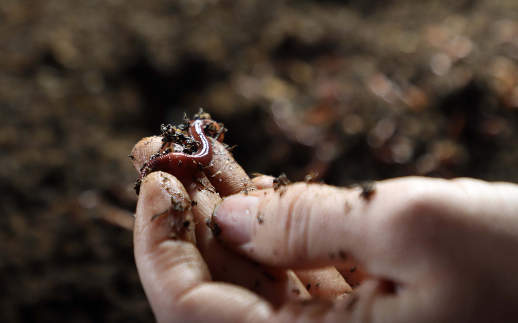 Red wiggler worms are used for vermicomposting to repurpose and dispose of food waste in a sustainable way. Photo taken at the Arizona Worm Farm in Phoenix on Feb. 1, 2023. (Photo by Paula Soria/Cronkite News)