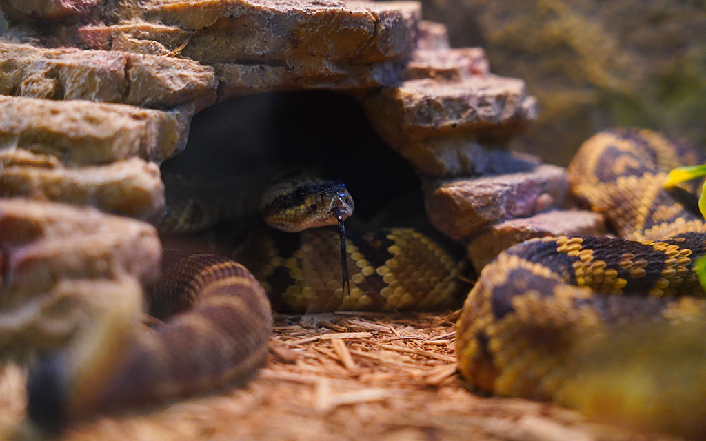 Two black-tailed rattlesnakes sit in their enclosure at the Phoenix Herpetological Sanctuary in Scottsdale, on Sept. 18, 2023. (Photo by Kiersten Edgett/Cronkite News)