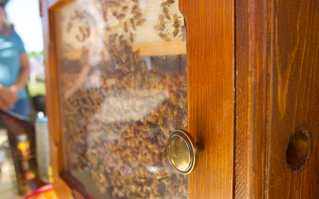 At the 2023 Arizona Honeybee Festival in November, put on at Paradise Valley Community College by the Arizona Backyard Beekeepers Association, beekeepers shared advice with community members on how to support Arizona’s bees. (Photo by Hunter Fore/Cronkite News)