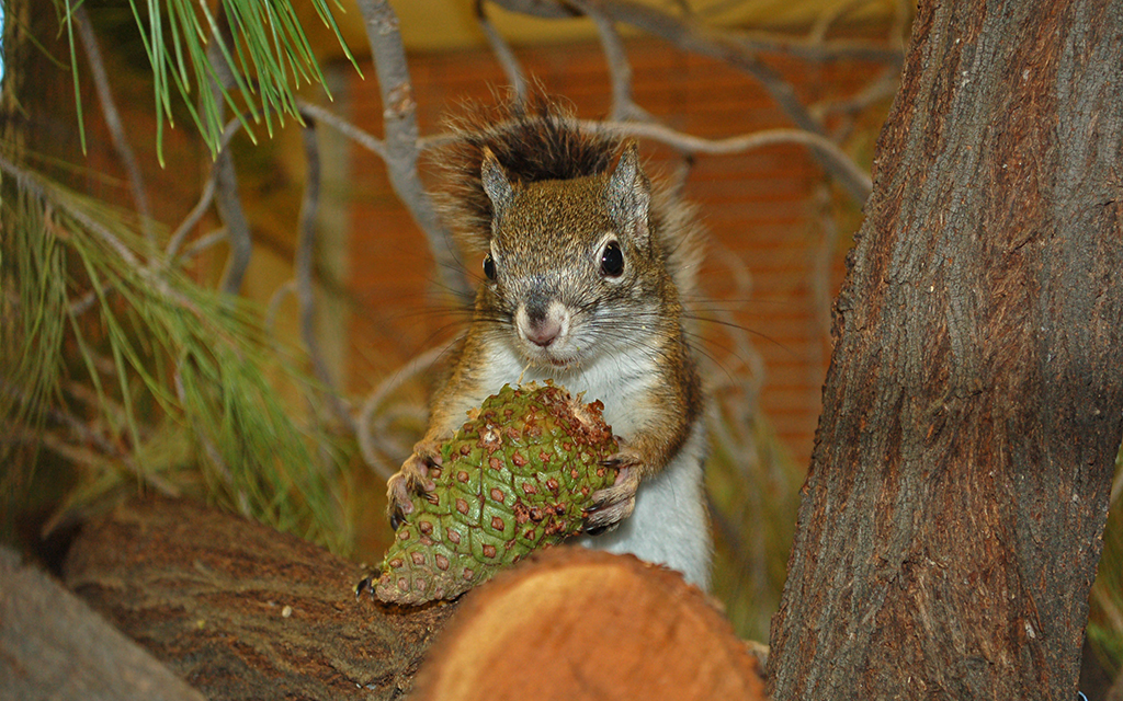 Squirrel holding a green pine cone on a tree branch.