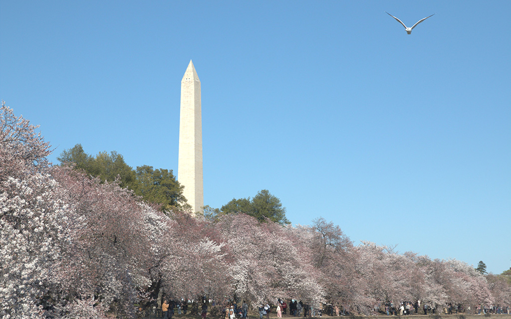 Washington Monument with blooming cherry blossom trees and a bird in a clear blue sky.