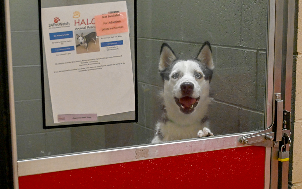 A black and white husky looks through a glass-paneled kennel door with a red bottom.
